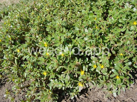 purslane, common
